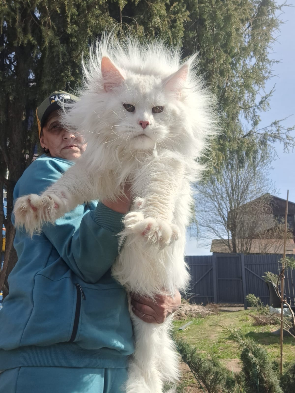 Huge pure white Maine Coon with full mane held outdoors against trees