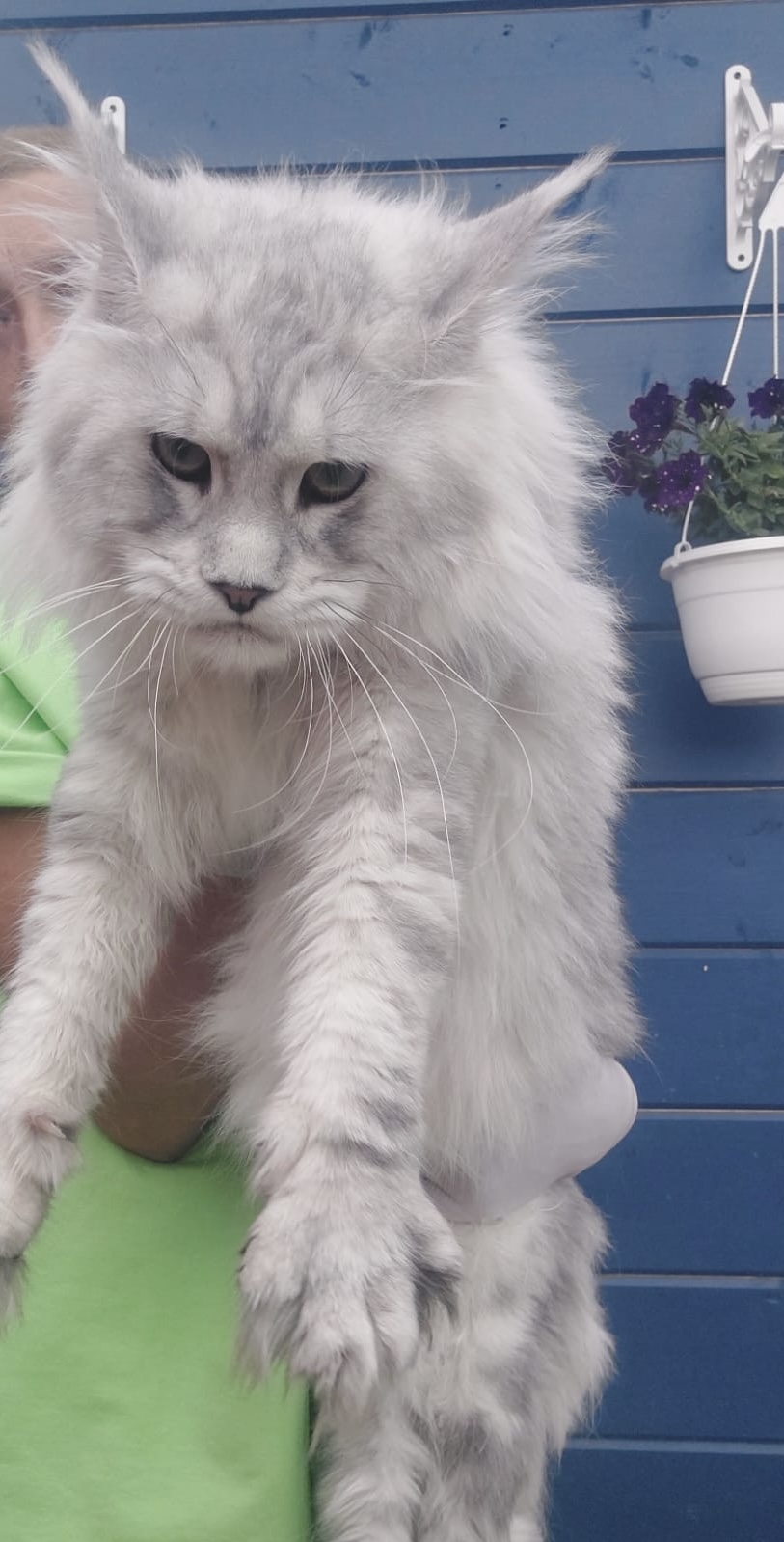 Silver Maine Coon with plush coat held beside hanging flowers