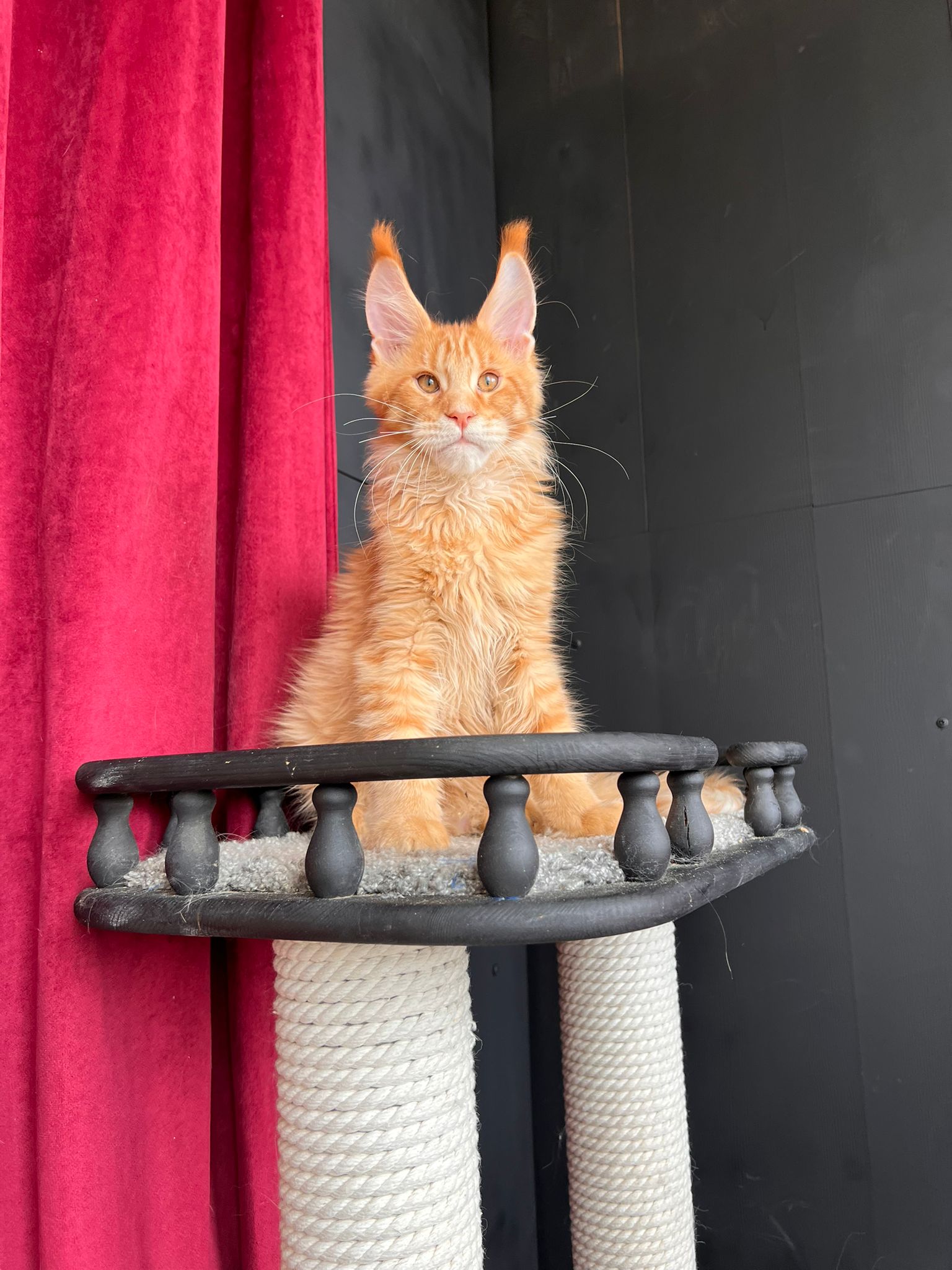 Red Tabby European Maine Coon Kitten Garfield