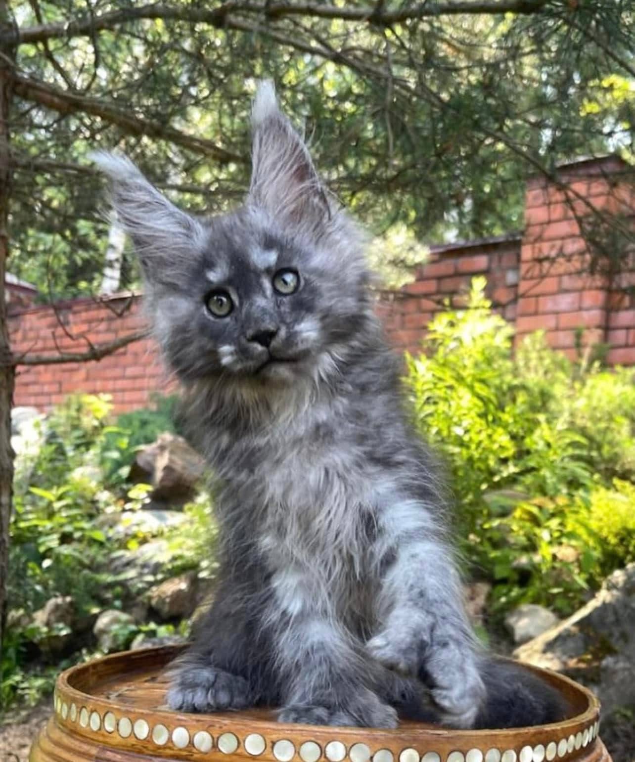 Blue-toned Maine Coon kitten with pale chest detail