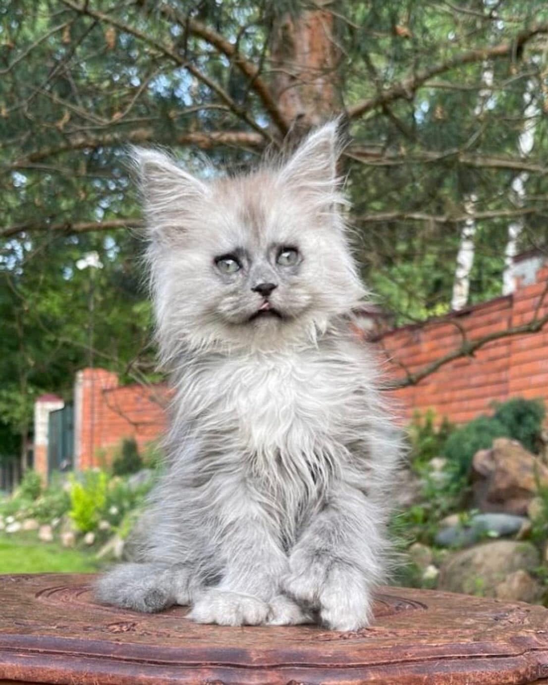 Silver Maine Coon kitten portrait with pale undercoat