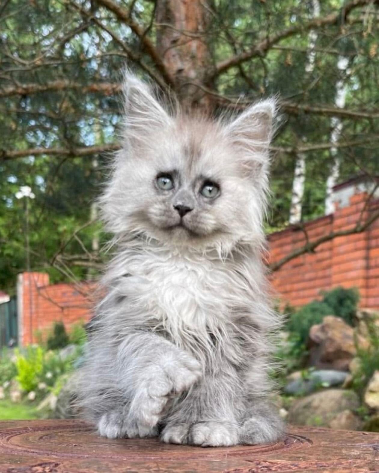 Silver Maine Coon kitten with long lynx ear tufts