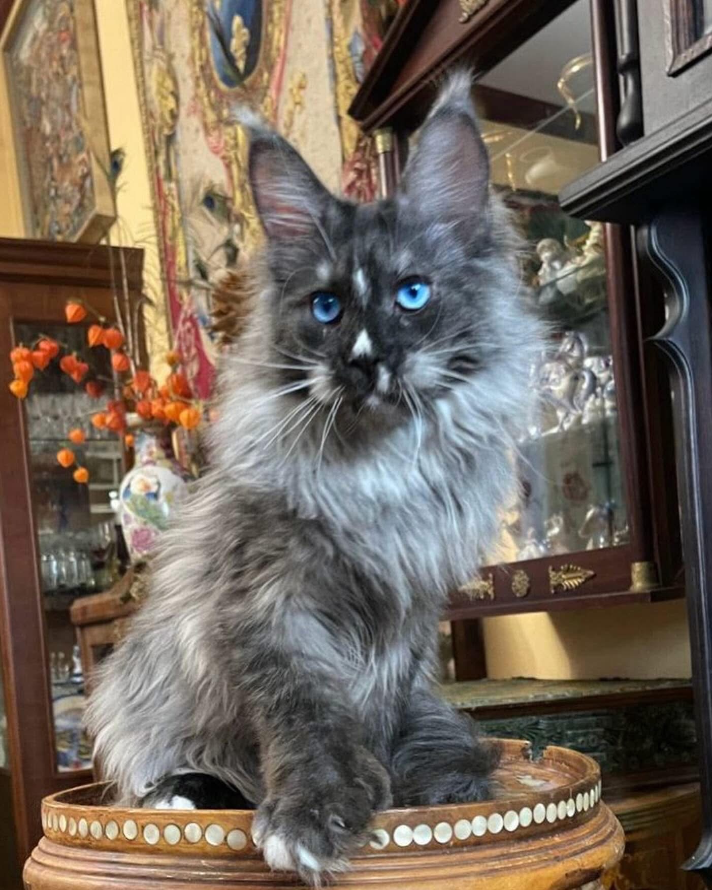 Black Smoke Maine Coon close-up portrait