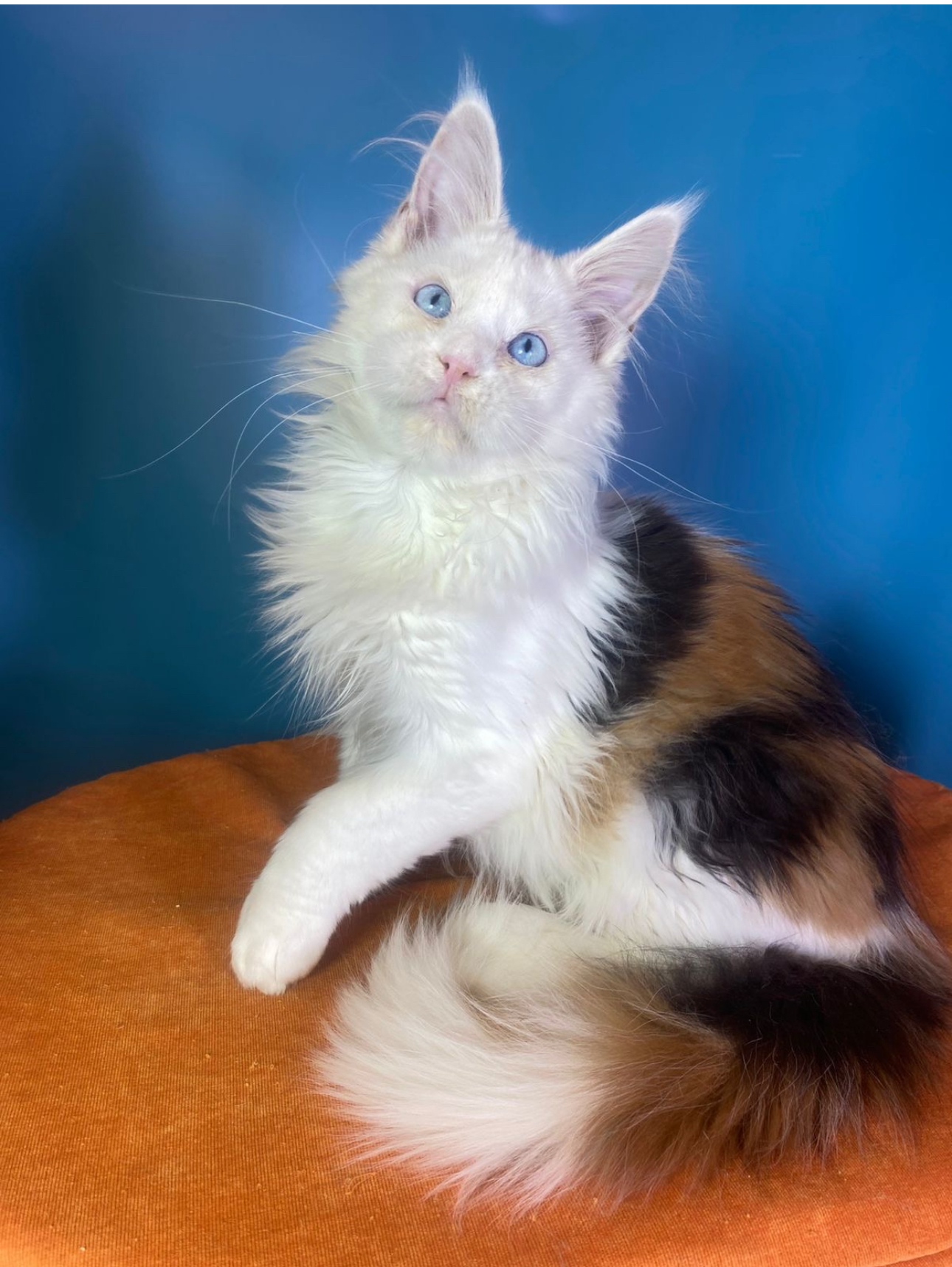 High White Calico European Maine Coon Kitten Pearl