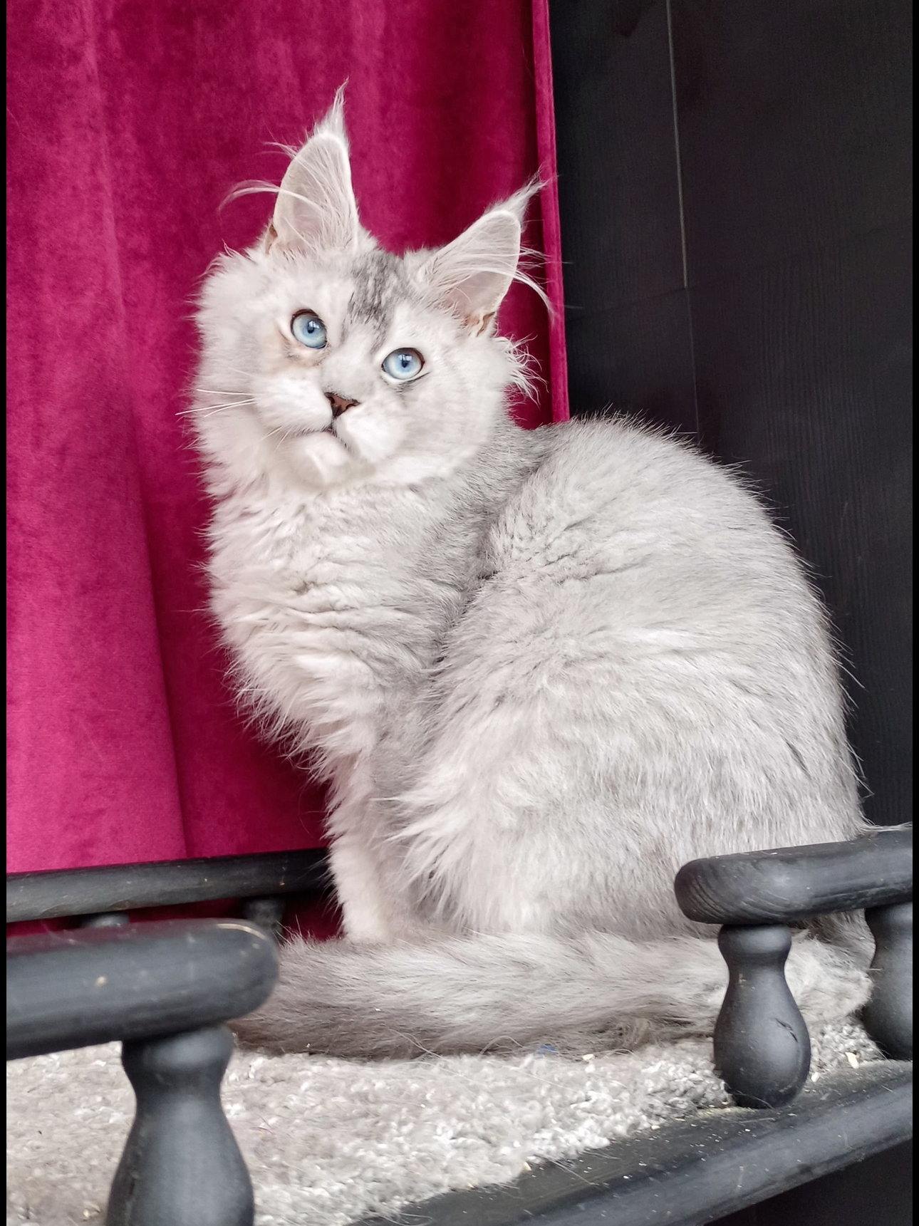 Silver Shaded European Maine Coon Kitten Ghost