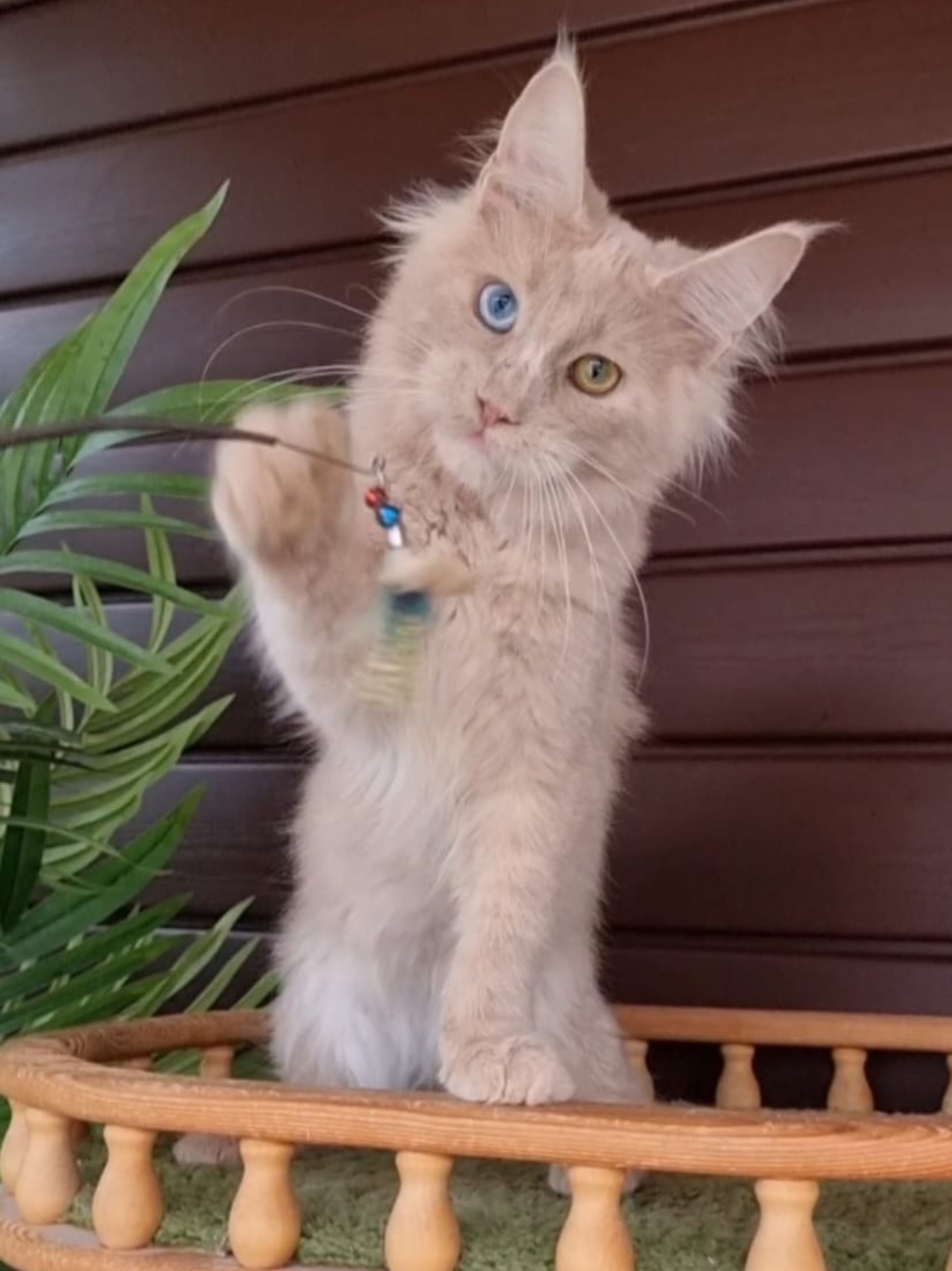 Cream Smoke European Maine Coon Kitten Biscuit