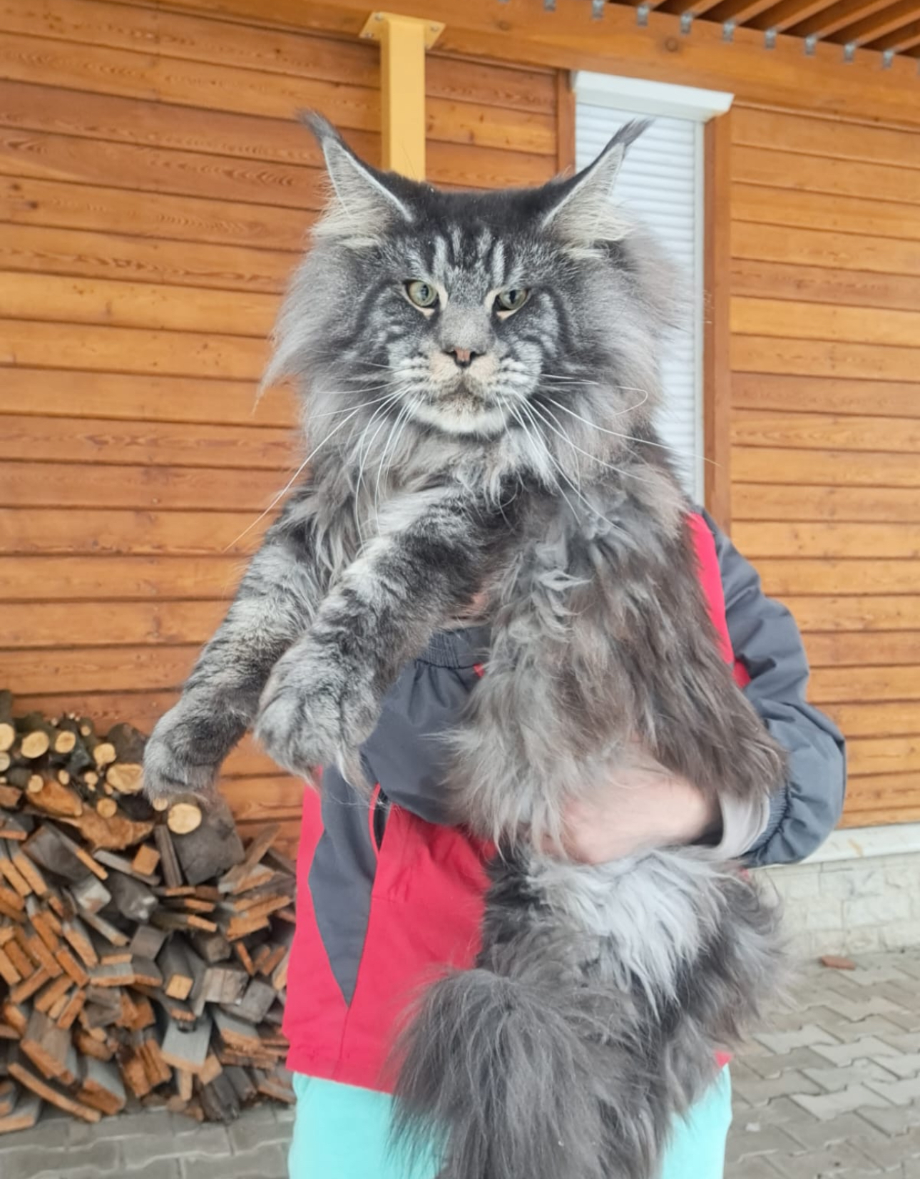 Dark silver tabby giant Maine Coon with dramatic mane and bushy tail