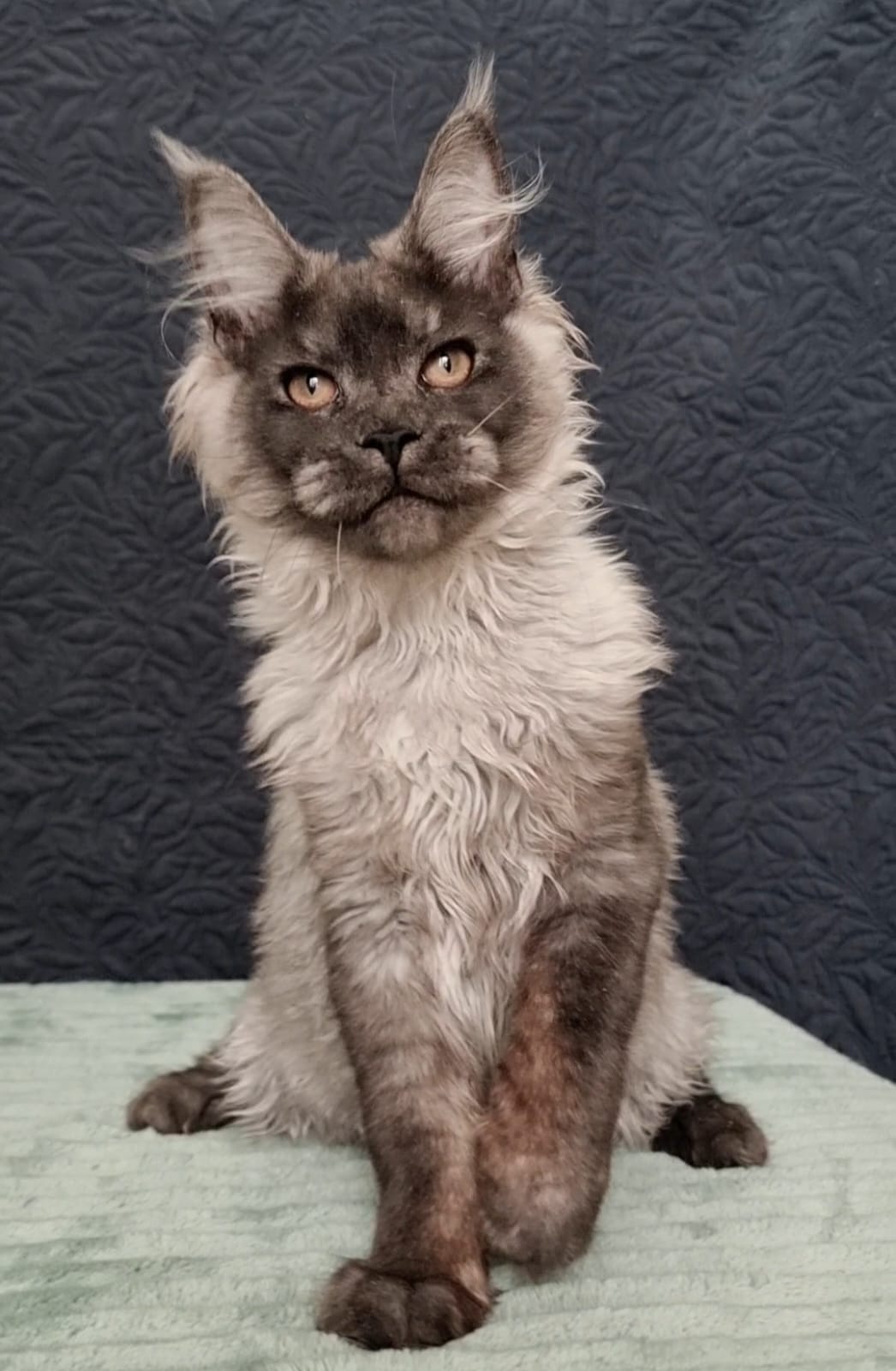 Black Smoke European Maine Coon Kitten Lion