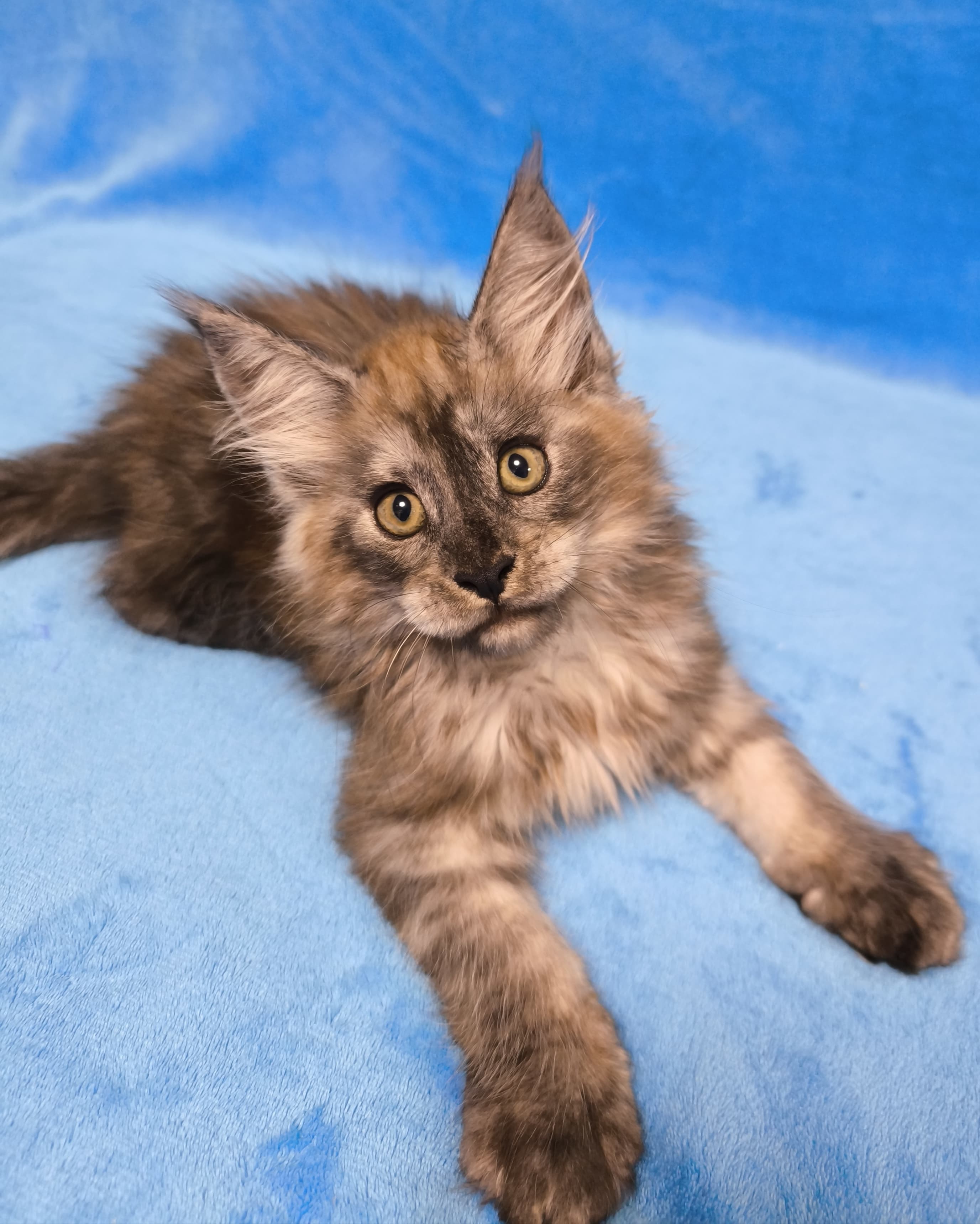 Brown Tabby European Maine Coon Kitten Manuka
